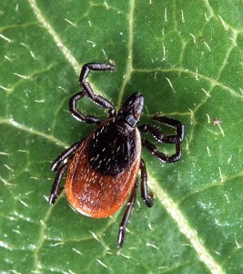 Zecke auf Blatt